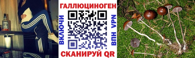 Псилоцибиновые грибы Psilocybe  Белокуриха 